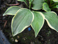 /album/fotogalerie-nabidka/hosta-kinbotan-jpg/